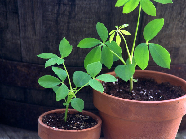 young Umbrella Plants (Schefflera arboricola) started from seed