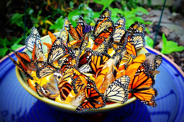 Butterfly Feeder